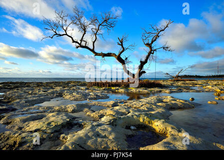 Fantastica la luce illumina il paesaggio alieno su Bahia Honda State Park in Florida Keys poco dopo l'alba Foto Stock