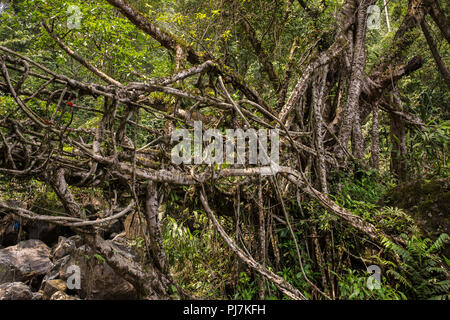 Radici vive vicino a ponte Nongriat village, Cherrapunjee, Meghalaya, India. Questo ponte è formato mediante la formazione di radici di albero negli anni a lavorare a maglia insieme. Foto Stock