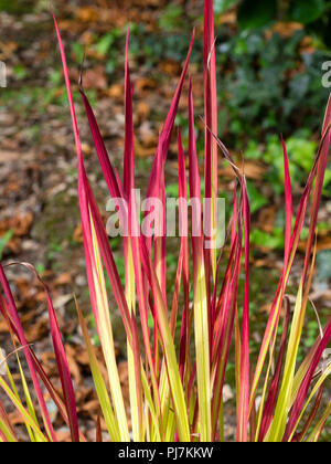 Punta rossa fogliame della hardy piante erbacee perenni giapponese di erba di sangue, Imperata cylindrica 'Barone Rosso' Foto Stock