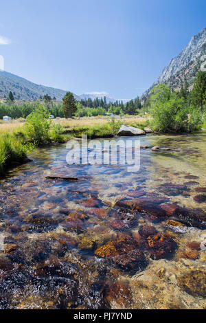 Rock Creek fluisce attraverso Iris prato campeggio nella parte orientale della sierra Nevada della California USA Foto Stock