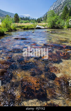 Rock Creek fluisce attraverso Iris prato campeggio nella parte orientale della sierra Nevada della California USA Foto Stock