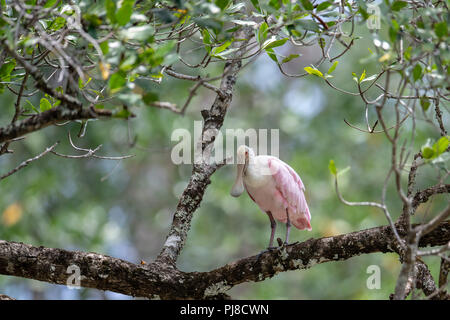 Roseate Spatola (Platalea ajaja) in Costa Rica Foto Stock