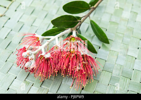 Nuova Zelanda albero di Natale o Pohutukawa flower su tessuto di lino kete background - kiwiana NZ tema natale Foto Stock