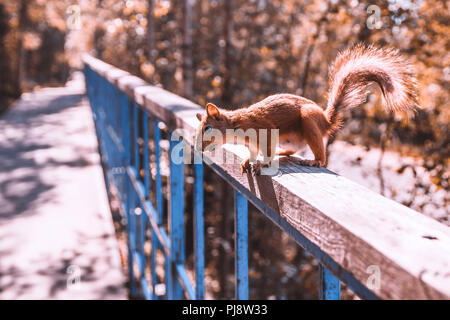 Funny scoiattolo rosso su sfondo blu corrimano in legno in cerca di cibo Foto Stock