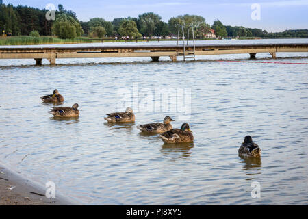 Anatre mallard seduto sull'acqua accanto al molo in legno Foto Stock