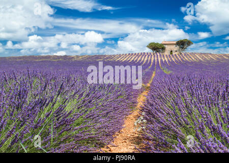 Vecchia casa francese sulla parte superiore del campo di lavanda in Provenza Francia colorata viola closeup ripresa macro sfondo agricoltura Foto Stock