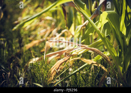 Fogli essiccati di piante di mais su un campo ad Amburgo, simbolico Foto estate secchezza e ritagliare i danni, Vertrocknete Blätter von Maispflanzen auf einem Fe Foto Stock