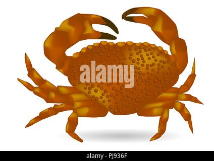 Mare ​​crab isolati su sfondo bianco Illustrazione Vettoriale