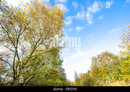 Betulla con foglie di giallo in autunno boschi colorati sulla campagna britannica.Blu cielo con poche nuvole in background.Natura Uk.Spazio per la copia. Foto Stock
