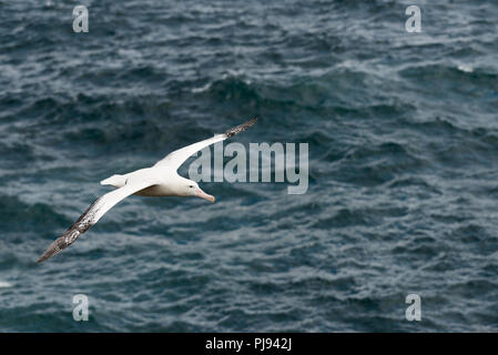 Un maschio adulto Albatro errante (Diomedia exulans) volare sul mare vicino a Bird Island, Georgia del Sud, sub-antartiche Foto Stock