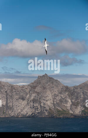 Un maschio adulto Albatro errante (Diomedia exulans) volare sopra le montagne e il mare della Georgia del Sud, sub-antartiche Foto Stock