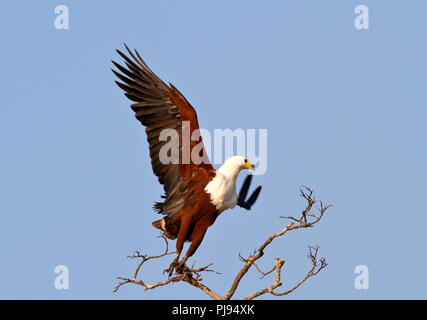 Un pesce eagle lancia in aria quando si va in cerca di cibo. La suggestiva chiamata dell'Aquila di pesce è uno dei suoni la quintessenza di un Africa Foto Stock