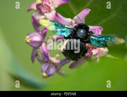 Xylocopa valga o carpenter bee su Calotropis procera o Apple di Sodoma fiori. Macro con DOF poco profondo Foto Stock