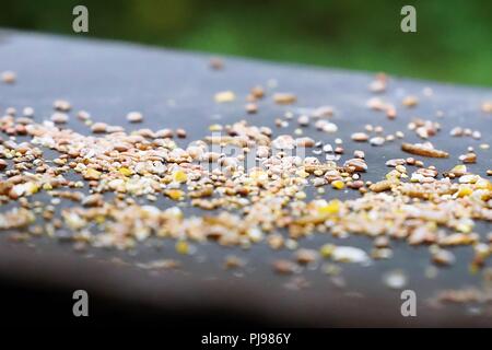 Wild Bird seme su un tavolo esterno close up Foto Stock