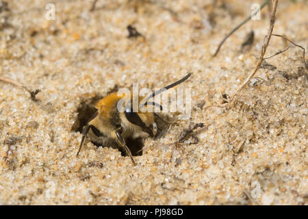 Ivy bee (Colletes hederae), una specie solitaria di bee prima visto nelle isole britanniche nel 2001, emergenti da un nido nella sabbia in Hampshire, Regno Unito Foto Stock