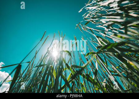 Il farro verde triticale frumento colture in campo coltivato a basso angolo di visione delle piante contro blu cielo sereno, il fuoco selettivo Foto Stock