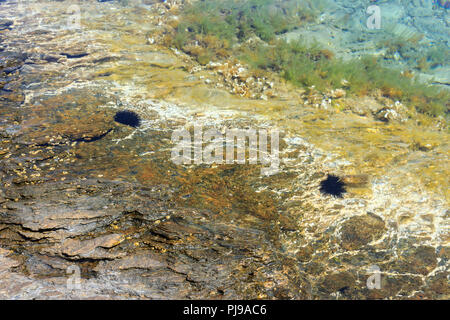 Subacquea colorato mondo di mare e ricci di nero nella calma, traslucido acqua poco profonda Foto Stock