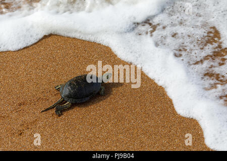 Sea Turtle arrampicarsi in mare, close-up Foto Stock