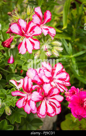 Sorprendente bicolor Pelargonium edera-leaf Nixe fioritura in un giardino inglese durante tutto il periodo estivo Foto Stock