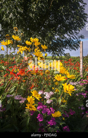 Un misto di confine di fiori nel giardino di taglio a Blencowe Hall Cumbria Inghilterra England Regno Unito Foto Stock