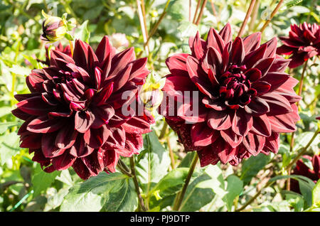 Dahlia Sam Hopkins mostra il suo profondo rosso vellutato colorazione quando la fioritura a inizio autunno nel Regno Unito Foto Stock