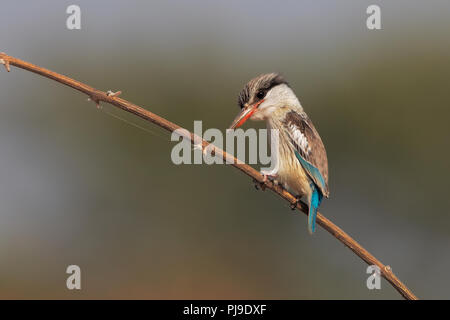 Striped kingfisher Foto Stock