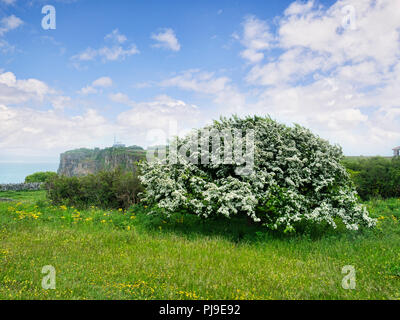 Biancospino in piena fioritura su Berry Head, Devon, Regno Unito. Crataegus monogyna. A volte chiamato possono sbocciare, perché di solito i fiori di maggio. Foto Stock