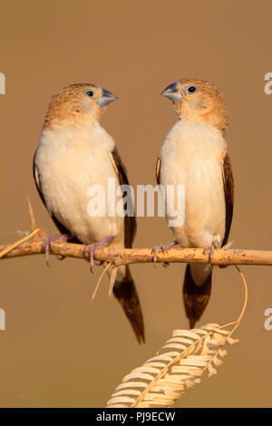 African Silverbill (Euodice cantans), due individui appollaiato su un ramo Foto Stock