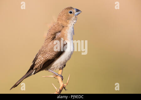 African Silverbill (Euodice cantans), il singolo individuo arroccato su di un ramo Foto Stock