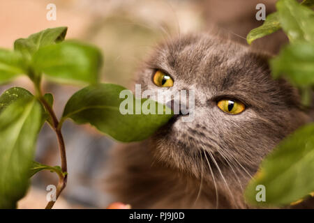 Munchkin Cat Foto Stock