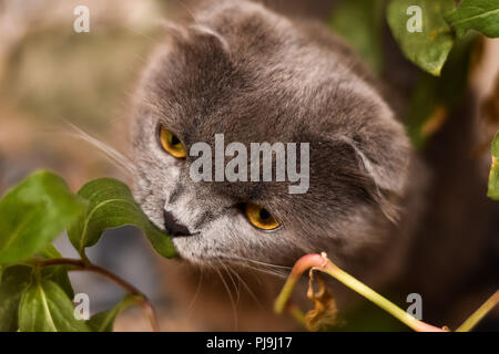 Munchkin Cat Foto Stock