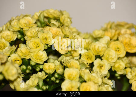 Giallo Calandiva succulenta fioritura spazzola (Kalanchoe Blossfeldiana) Close-up Foto Stock