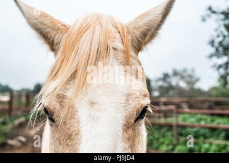 Chiudere davanti ritratto ritratto di cavallo bianco nel prato su uno sfondo di colore marrone recinto. La foto è stata scattata al Carmelo park, Israele, durante wint Foto Stock