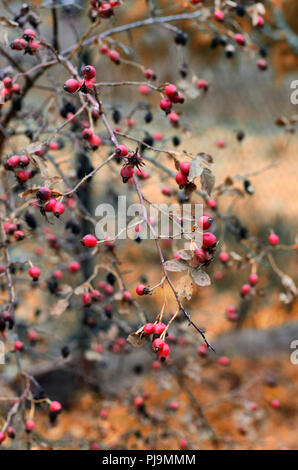 Rosso brillante succosa di bacche di rosa canina su un ramo senza foglie al momento dell'estate Indiana Foto Stock