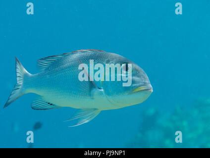 Humpnose big-eye orate (Monotaxis grandoculis)a nuotare in acqua, Bali, Indonesia Foto Stock