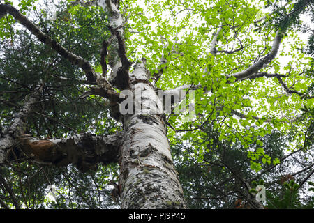 Carta di montagna betulla (Betula cordifolia regal) sul lato di tappi Ridge Trail in Thompson e Meserves Acquisto, New Hampshire USA. Foto Stock