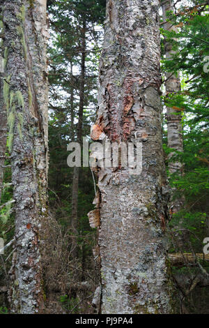 Carta di montagna betulla (Betula cordifolia regal) sul lato di tappi Ridge Trail in Thompson e Meserves Acquisto, New Hampshire USA. Foto Stock