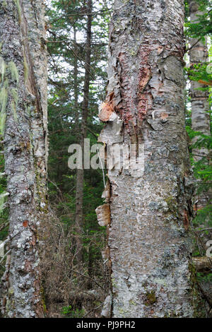 Carta di montagna betulla (Betula cordifolia regal) sul lato di tappi Ridge Trail in Thompson e Meserves Acquisto, New Hampshire USA. Foto Stock