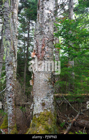 Carta di montagna betulla (Betula cordifolia regal) sul lato di tappi Ridge Trail in Thompson e Meserves Acquisto, New Hampshire USA. Foto Stock