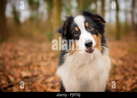 Tri Color pastore australiano cucciolo ritratto nel bosco Foto Stock