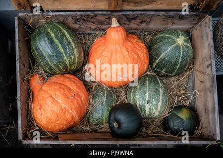 Zucche in molti colori sul display Foto Stock