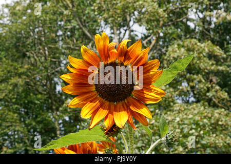 Un singolo girasole contro uno sfondo verde di alberi Foto Stock