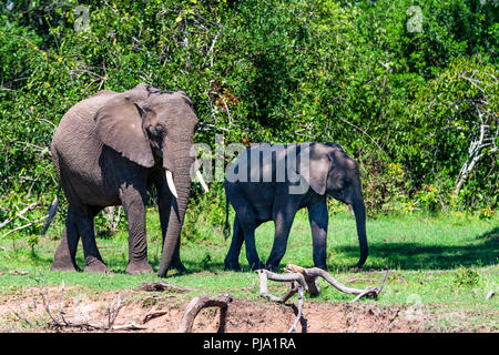 Gli elefanti africani o Loxodonta cyclotis nella natura Foto Stock