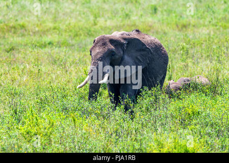 Gli elefanti africani o Loxodonta cyclotis nella natura Foto Stock