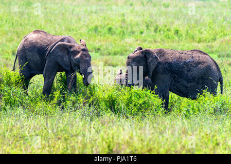 Gli elefanti africani o Loxodonta cyclotis nella natura Foto Stock