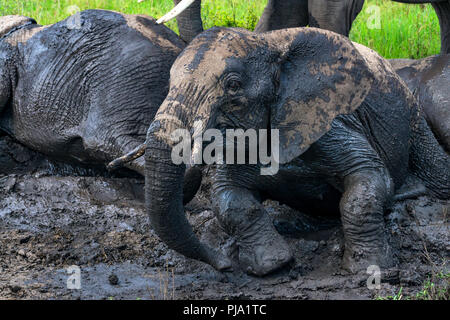 Gli elefanti africani o Loxodonta cyclotis nel fango Foto Stock