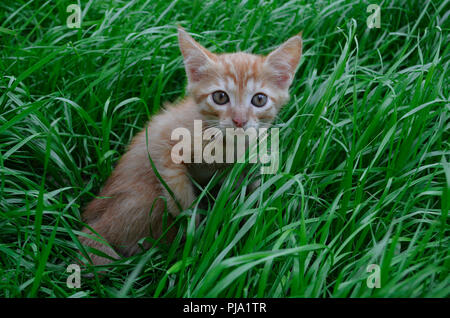 Arancione soffice gattino nascosto nel verde del prato in un giorno di estate. Guarda round grande grandi occhi in avanti. Hunter Foto Stock