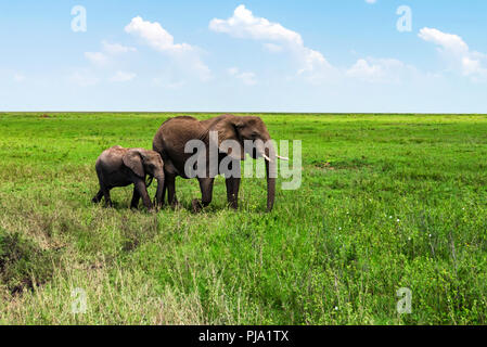 Gli elefanti africani o Loxodonta cyclotis nella natura Foto Stock