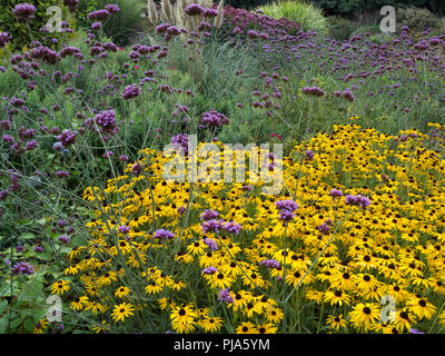 Oro Rudbeckia sturm crescente nel bordo del giardino Foto Stock