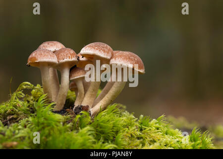 Psathyrella acquoso; Psathyrella piluliformis; Cornovaglia; Regno Unito Foto Stock